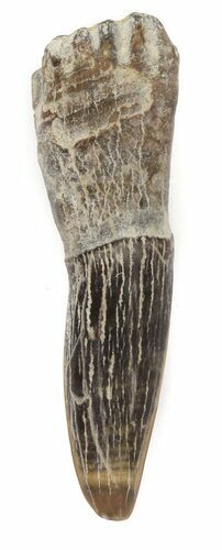 Cretaceous Sawfish (Ischyrhiza) Barb - Texas #42305